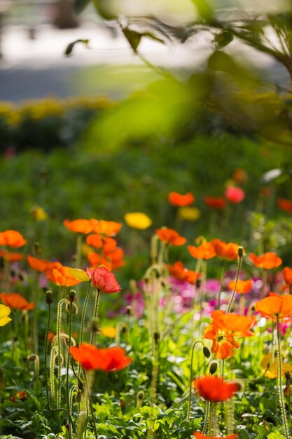 Nahaufnahme von orangenblühenden Pflanzen auf dem Feld