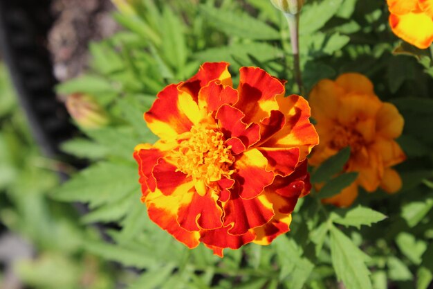 Foto nahaufnahme von orangenblüten