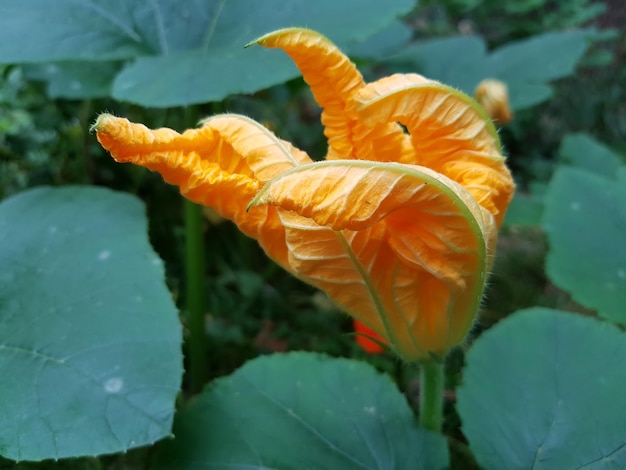 Foto nahaufnahme von orangenblumen