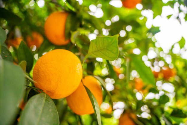 Nahaufnahme von Orangenfrüchten auf Bäumen im Garten der Türkei