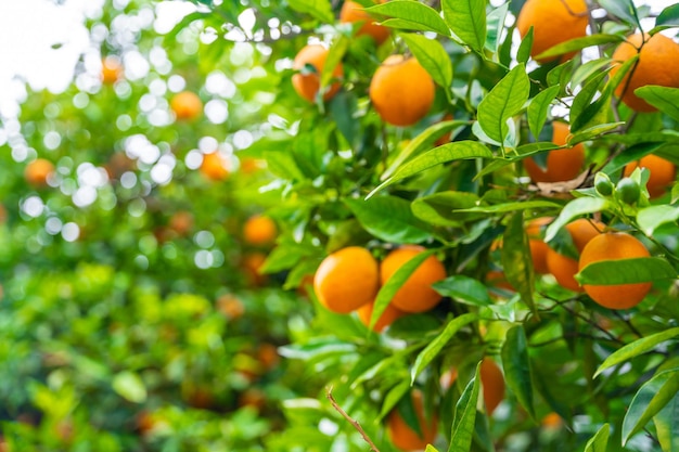 Nahaufnahme von Orangenfrüchten auf Bäumen im Garten der Türkei