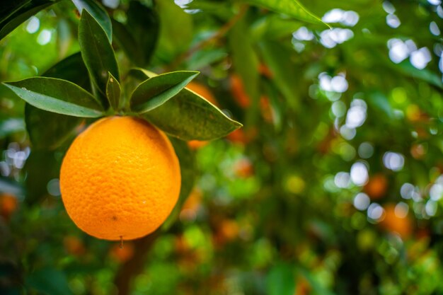 Nahaufnahme von Orangenfrüchten auf Bäumen im Garten der Türkei