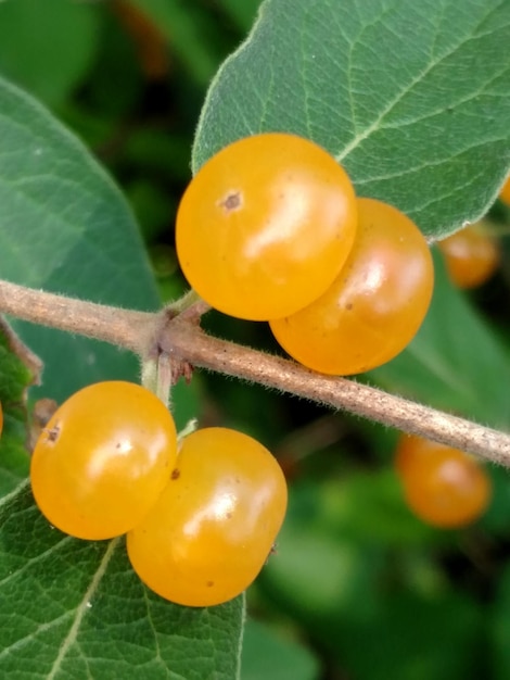 Nahaufnahme von Orangenfrüchten, die auf der Pflanze wachsen