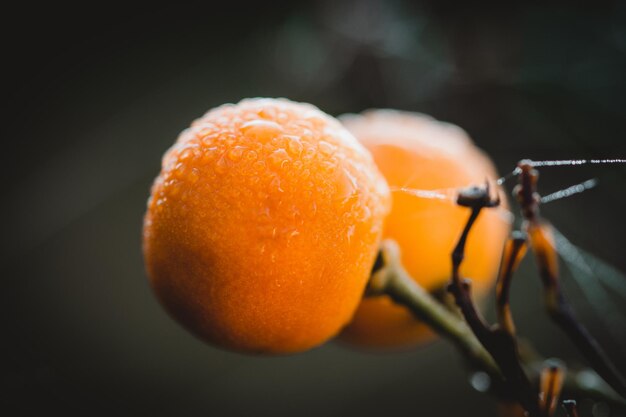 Foto nahaufnahme von orangenfrüchten