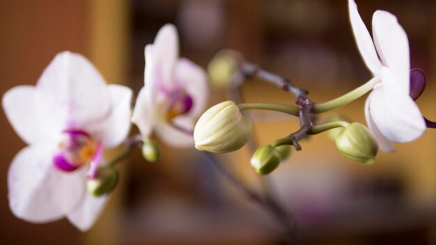 Nahaufnahme von Orchideen, die im Freien blühen