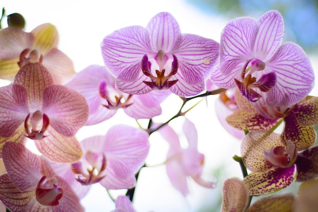 Nahaufnahme von Orchideen, die im Freien wachsen