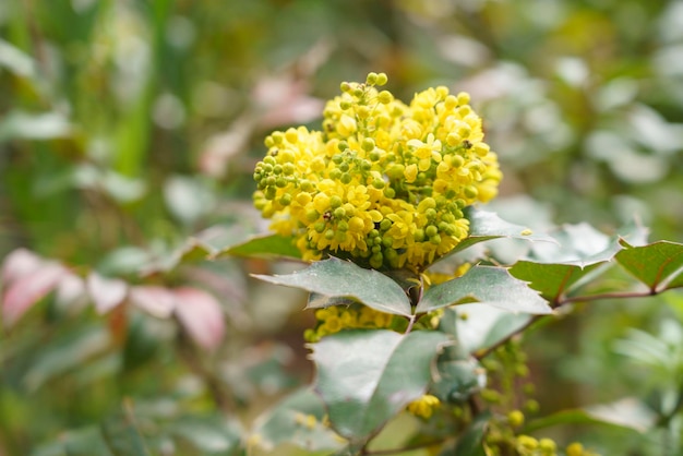 Nahaufnahme von Oregon Grape Mahonia Aquifolium Madrid MD Spanien