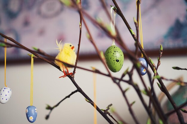 Nahaufnahme von Ostereiern, die auf Pussy Willow hängen