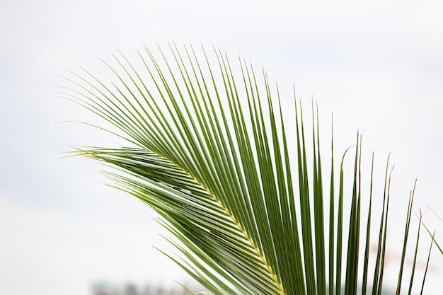 Nahaufnahme von Palmblättern gegen den Himmel
