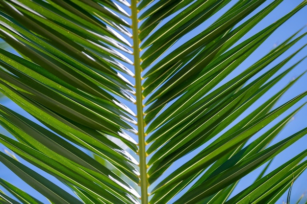 Nahaufnahme von Palmblättern