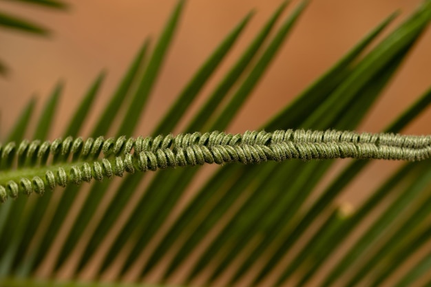 Nahaufnahme von Palmfarnblättern im Hintergrund