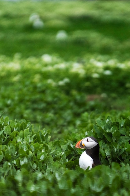 Nahaufnahme von Papageientaucher auf den Farne Islands in Northumberland, England