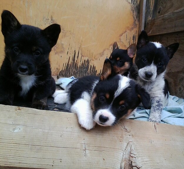 Foto nahaufnahme von pembroke welsh corgi welpen gegen die wand