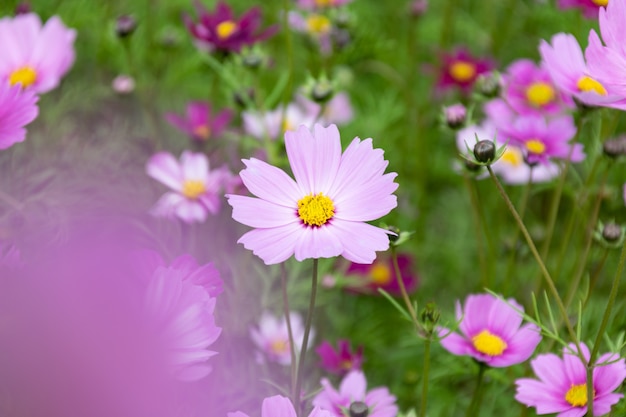 Nahaufnahme von persischen Chrysanthemen in verschiedenen Farben, die auf dem Gras blühen