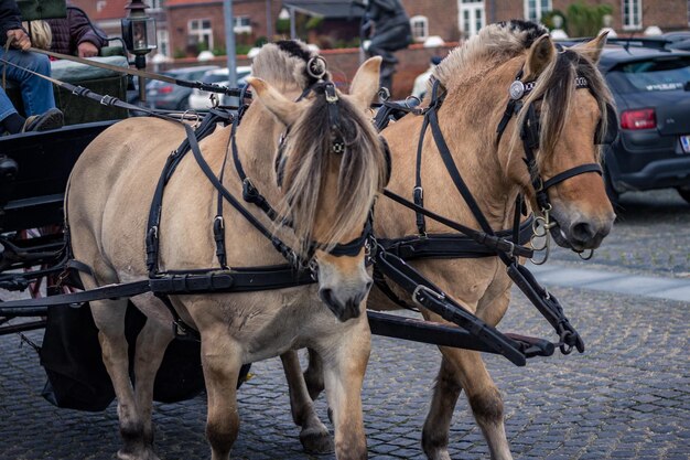 Foto nahaufnahme von pferden auf der straße