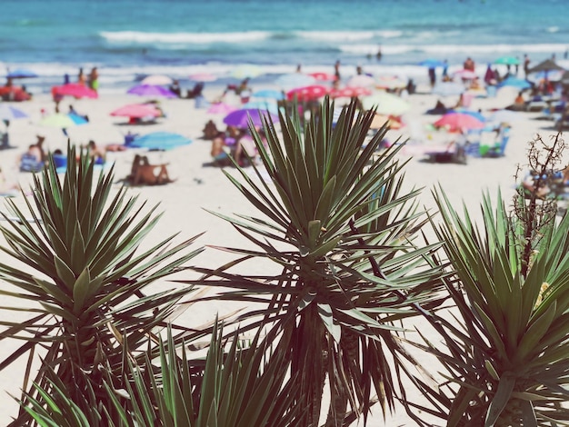 Foto nahaufnahme von pflanzen am strand gegen den himmel