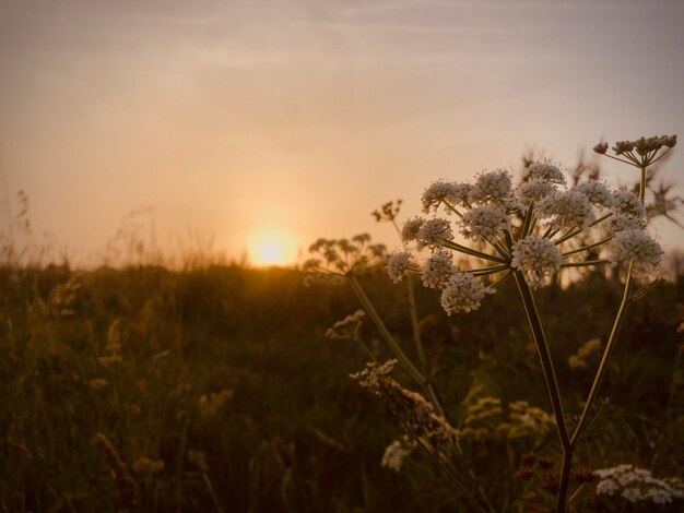 Nahaufnahme von Pflanzen auf dem Feld gegen den Himmel bei Sonnenuntergang