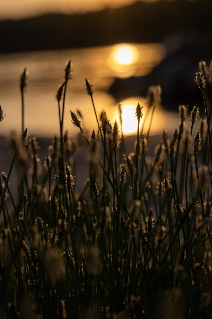 Foto nahaufnahme von pflanzen auf dem feld gegen den himmel bei sonnenuntergang