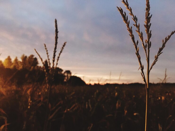 Foto nahaufnahme von pflanzen auf dem feld gegen den himmel