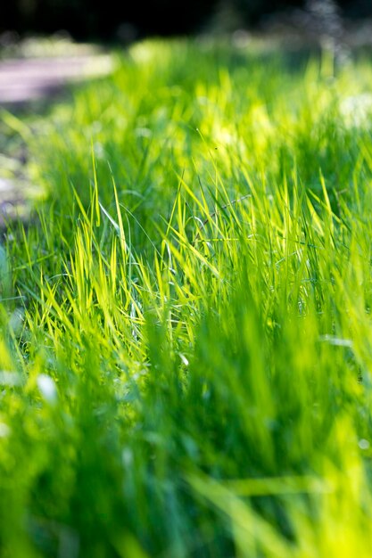 Foto nahaufnahme von pflanzen auf dem feld