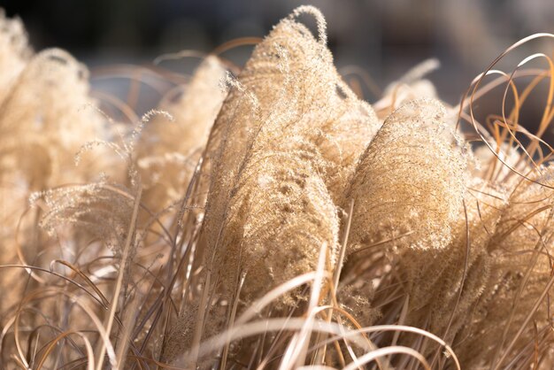 Foto nahaufnahme von pflanzen auf dem feld