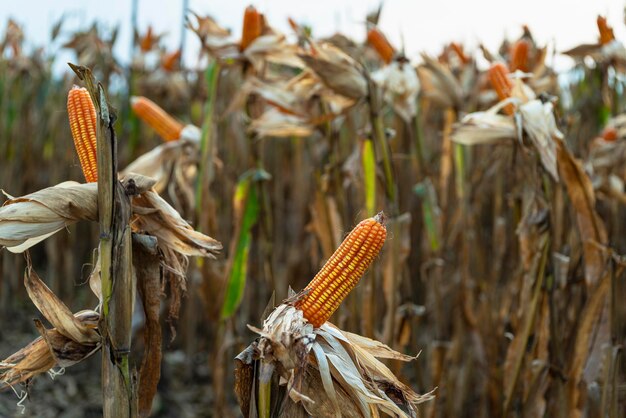 Foto nahaufnahme von pflanzen auf dem feld