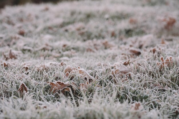 Foto nahaufnahme von pflanzen auf dem feld