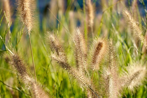 Nahaufnahme von Pflanzen auf dem Feld