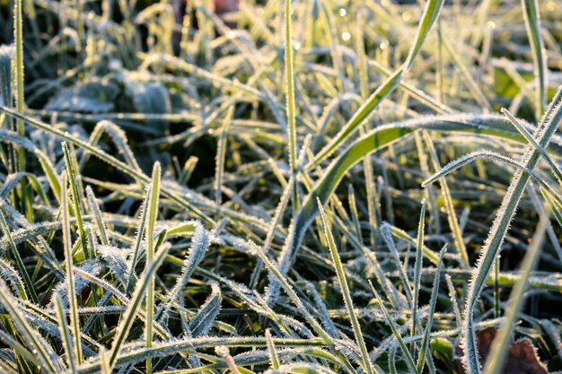 Nahaufnahme von Pflanzen auf einem Schneefeld