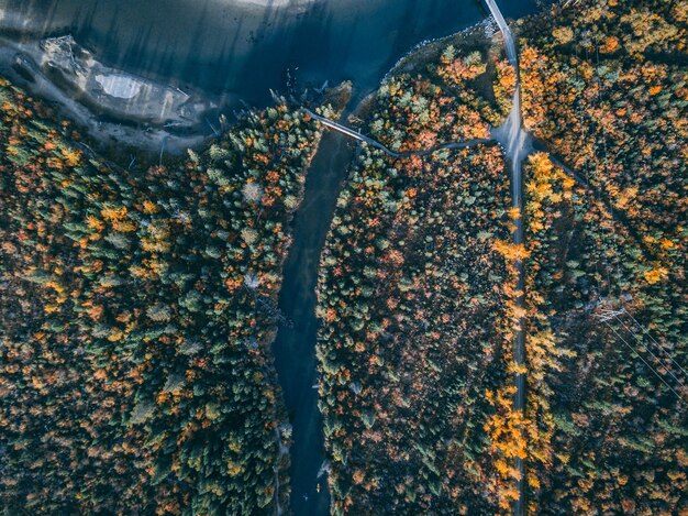 Nahaufnahme von Pflanzen bei Bäumen im Herbst