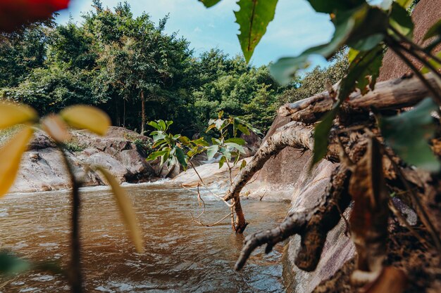 Foto nahaufnahme von pflanzen, die an land wachsen