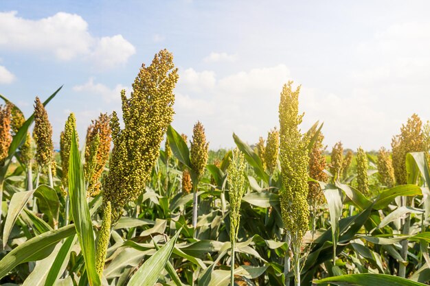 Foto nahaufnahme von pflanzen, die auf dem feld gegen den himmel wachsen