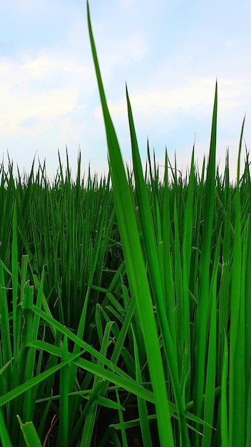 Foto nahaufnahme von pflanzen, die auf dem feld wachsen, gegen den himmel