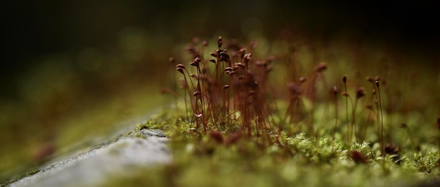 Foto nahaufnahme von pflanzen, die auf dem feld wachsen