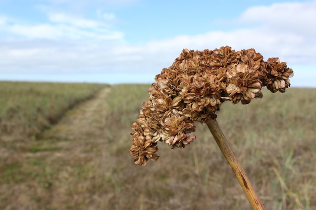 Foto nahaufnahme von pflanzen, die auf dem feld wachsen