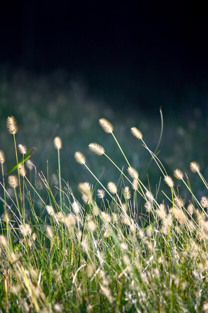 Foto nahaufnahme von pflanzen, die auf dem feld wachsen