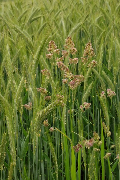 Foto nahaufnahme von pflanzen, die auf dem feld wachsen