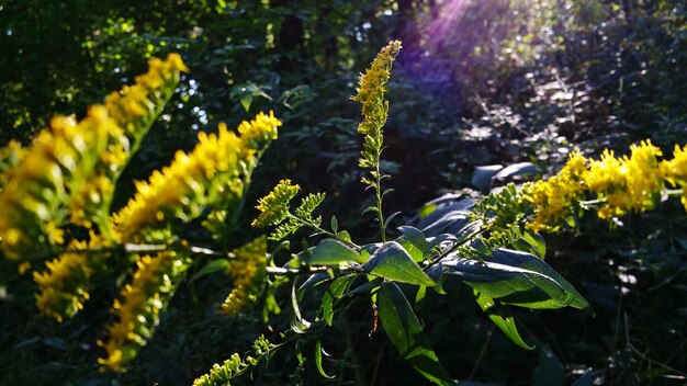 Foto nahaufnahme von pflanzen, die im wald wachsen