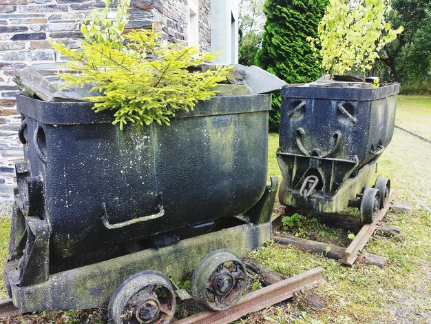 Foto nahaufnahme von pflanzen, die in bergwagen wachsen