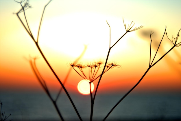 Foto nahaufnahme von pflanzen gegen den himmel bei sonnenuntergang