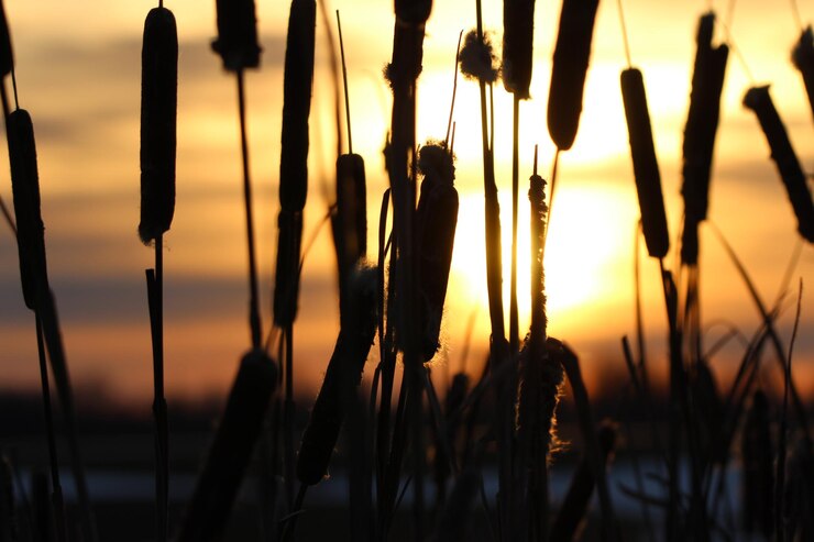 Foto nahaufnahme von pflanzen gegen den himmel während des sonnenuntergangs
