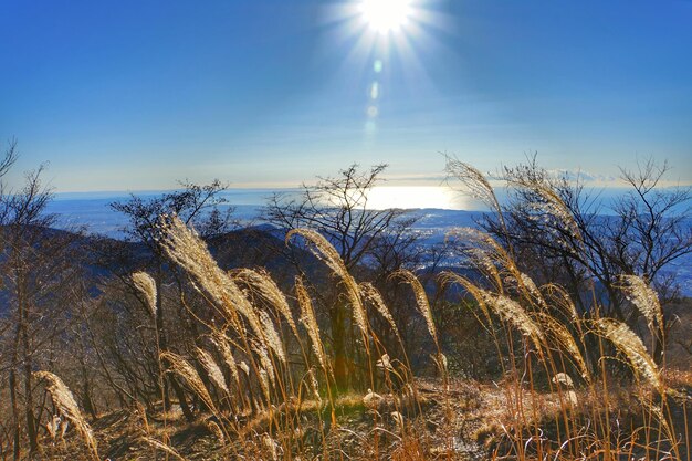 Foto nahaufnahme von pflanzen gegen den himmel