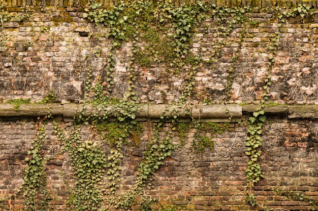 Foto nahaufnahme von pflanzen gegen eine ziegelsteinmauer