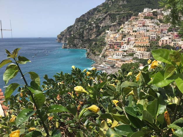 Foto nahaufnahme von pflanzen gegen positano auf see