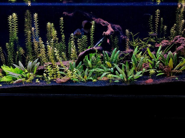 Foto nahaufnahme von pflanzen im aquarium