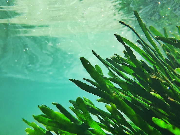 Foto nahaufnahme von pflanzen im meer