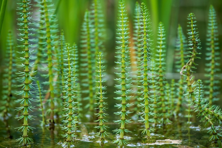 Foto nahaufnahme von pflanzen im wasser