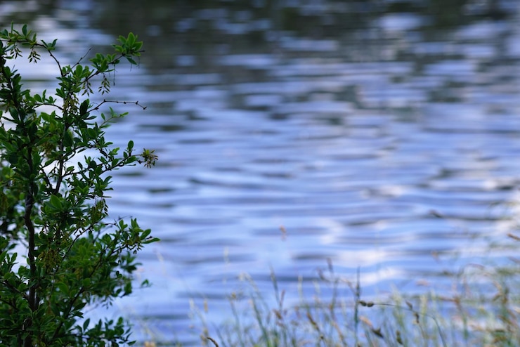 Foto nahaufnahme von pflanzen vor dem see