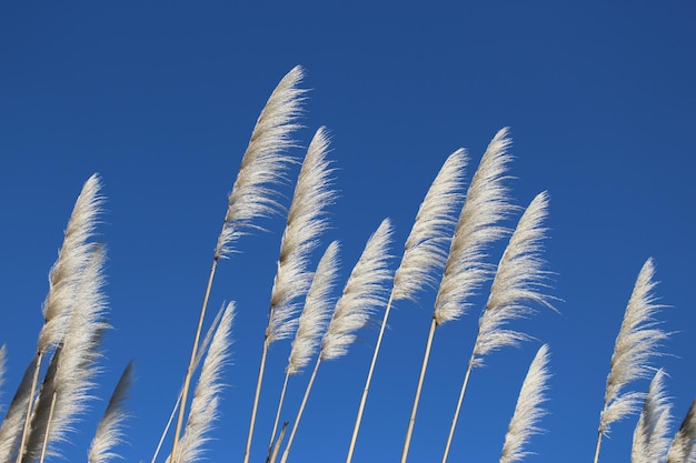 Nahaufnahme von Pflanzen vor klarem blauen Himmel