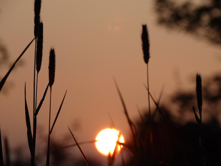 Foto nahaufnahme von pflanzen vor sonnenuntergang